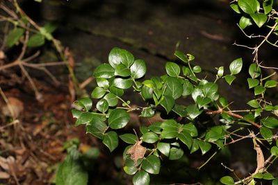 Carissa spinarum, photographed by Greg Tasney