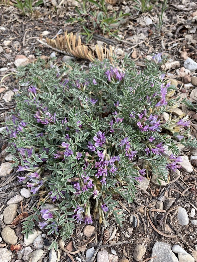 Astragalus concordius, photographed by Matt Berger