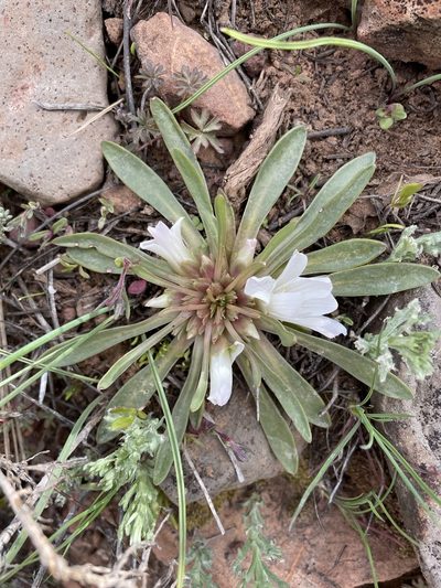 Lewisia brachycalyx, photographed by Matt Berger