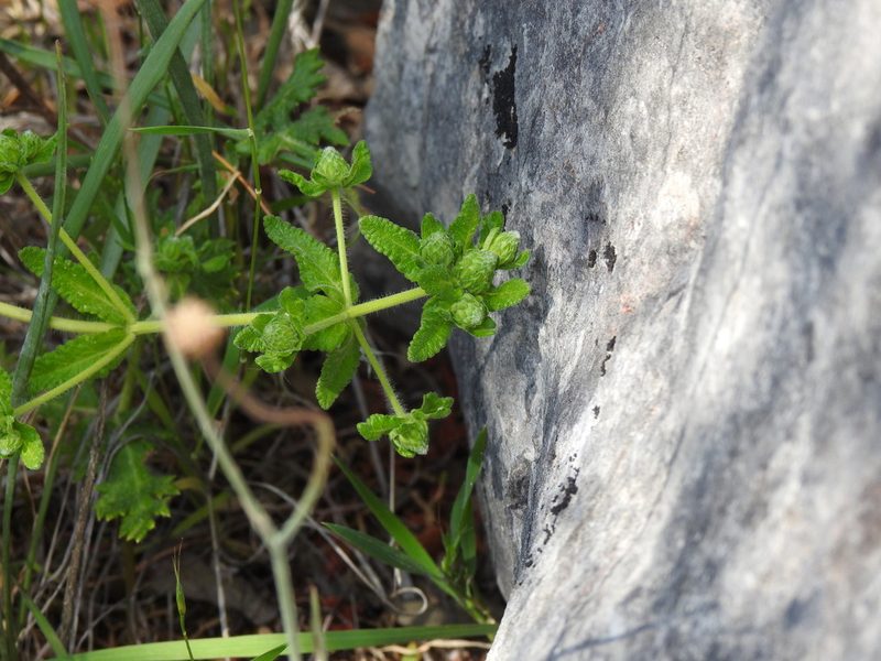Teucrium haenseleri, photographed by Duarte Frade