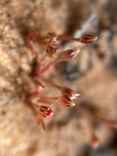 Juncus bryoides, photographed by Matt Berger