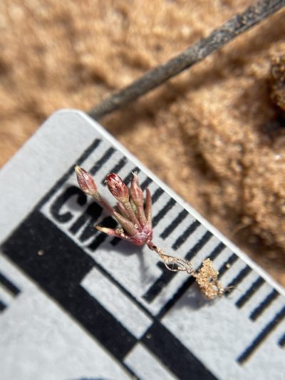 Juncus bryoides, photographed by Matt Berger