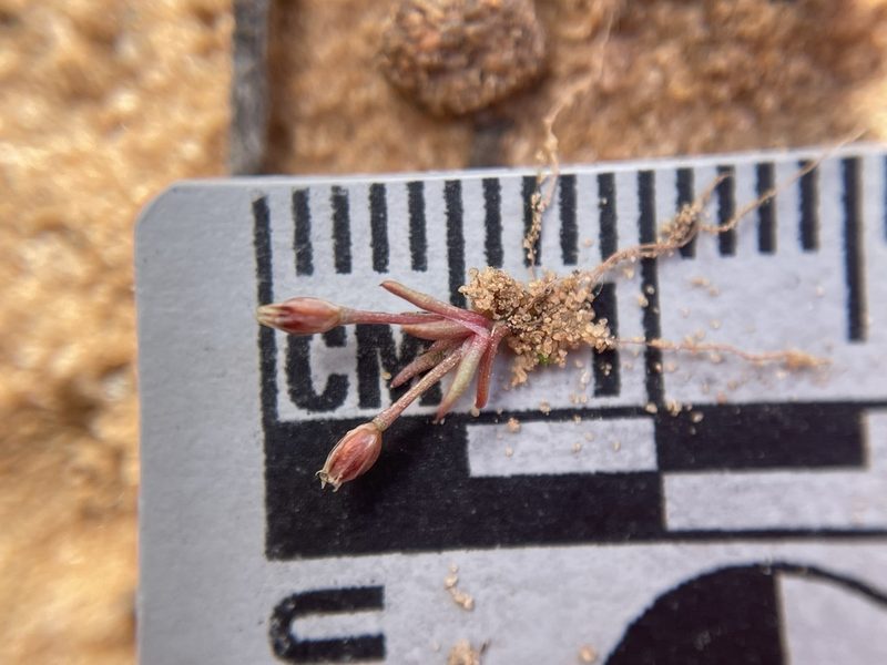 Juncus bryoides, photographed by Matt Berger