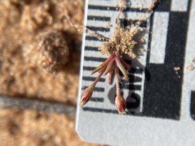Juncus bryoides, photographed by Matt Berger