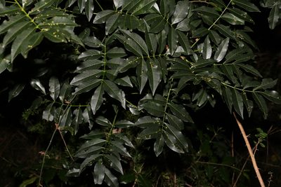 Flindersia australis, photographed by Greg Tasney