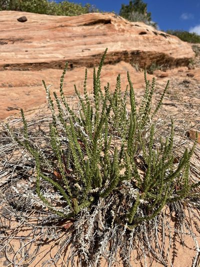 Potentilla sabulosa, photographed by Matt Berger