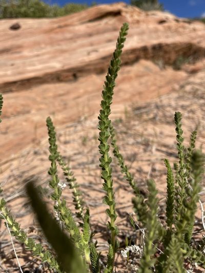 Potentilla sabulosa, photographed by Matt Berger