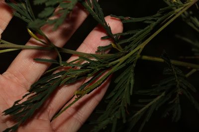Acacia irrorata, photographed by Greg Tasney