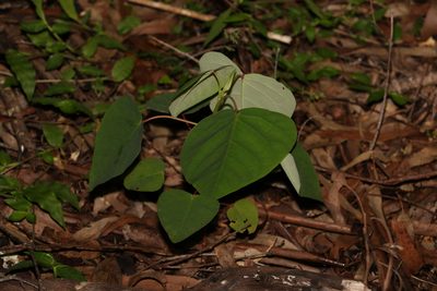 Homalanthus populifolius, photographed by Greg Tasney