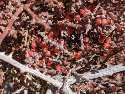 Phoradendron californicum, photographed by Mark G