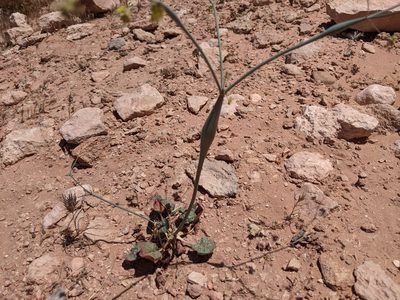 Eriogonum inflatum, photographed by Mark G