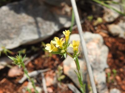 Linum strictum, photographed by Duarte Frade