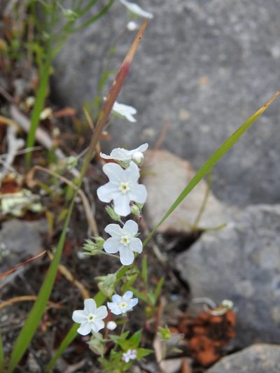 Iberodes linifolia, photographed by Duarte Frade