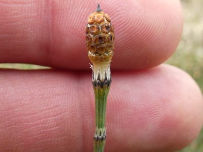 Equisetum variegatum, photographed by Bruce Cook