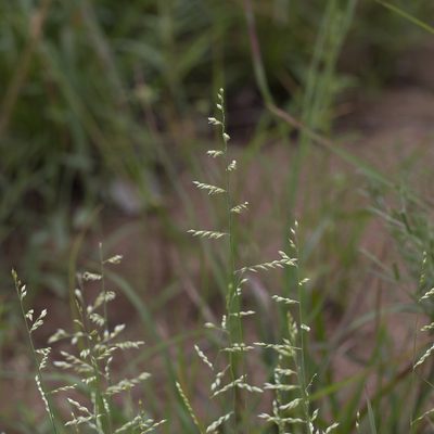 Urochloa holosericea, photographed by Kym Nicolson