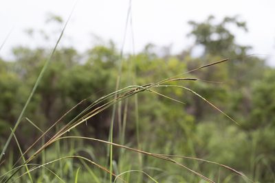 Heteropogon triticeus, photographed by Kym Nicolson