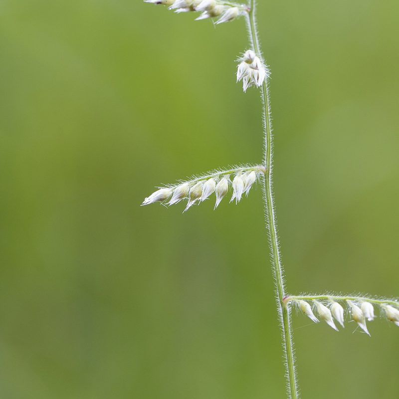 Urochloa holosericea, photographed by Kym Nicolson
