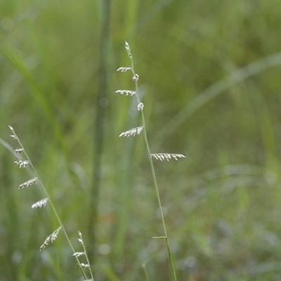 Urochloa holosericea, photographed by Kym Nicolson