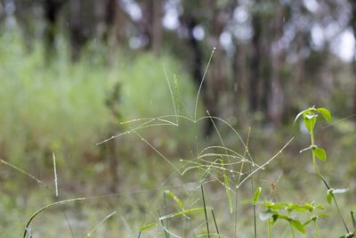 Digitaria ciliaris, photographed by Kym Nicolson