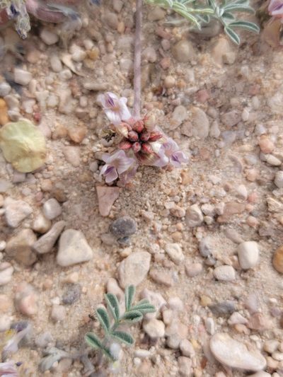 Astragalus pictiformis, photographed by Tom Kennedy