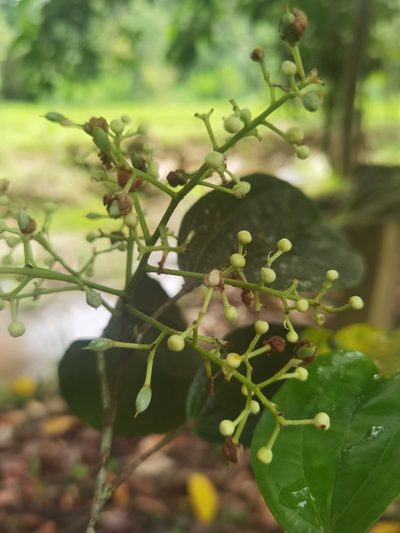 Pleuranthodendron lindenii, photographed by Eduardo Chacón Madrigal