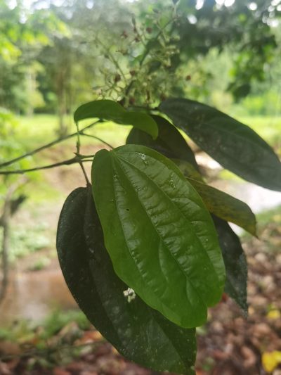 Pleuranthodendron lindenii, photographed by Eduardo Chacón Madrigal
