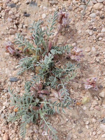 Astragalus pictiformis, photographed by Tom Kennedy