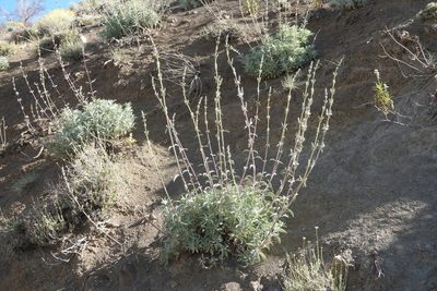 Salvia apiana, photographed by Kimball Garrett