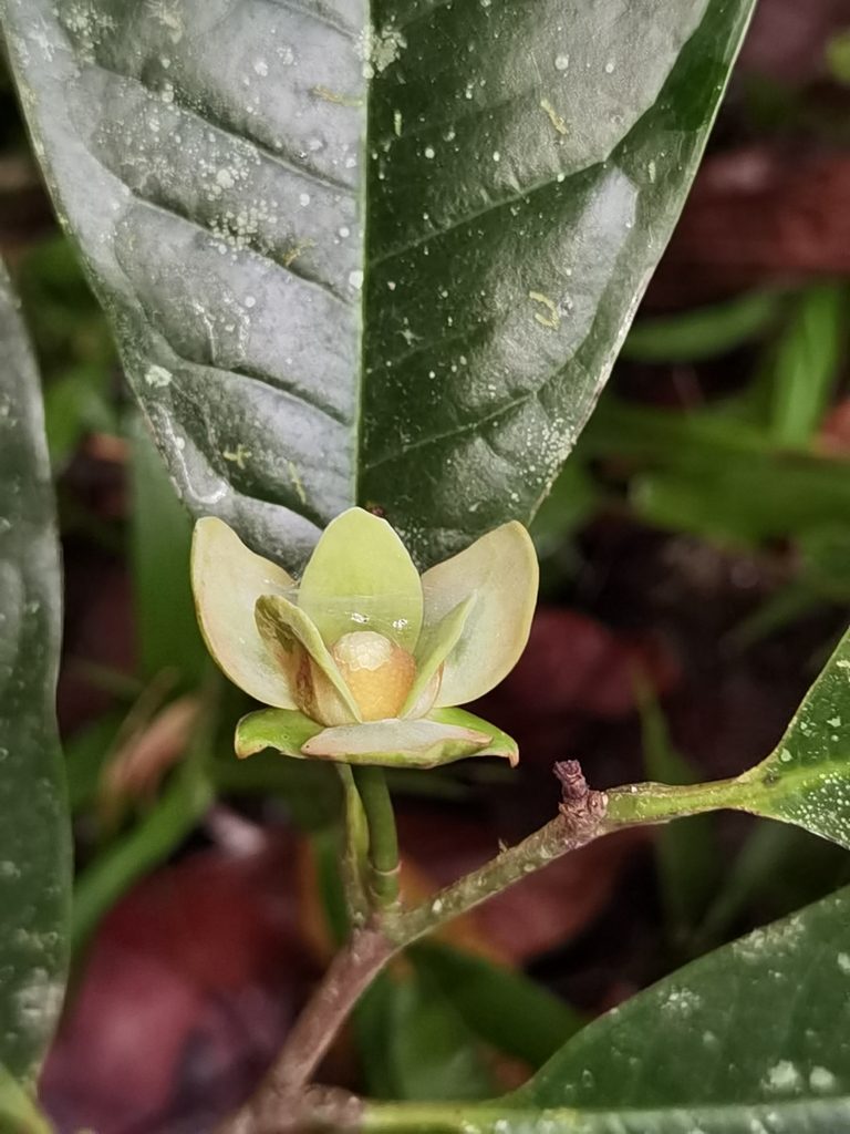 Guatteria rostrata, photographed by Eduardo Chacón Madrigal