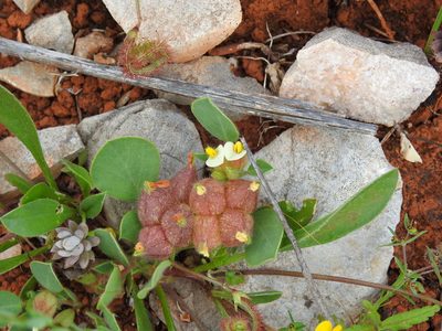Tripodion tetraphyllum, photographed by Duarte Frade