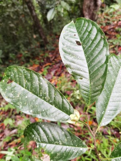 Guatteria rostrata, photographed by Eduardo Chacón Madrigal