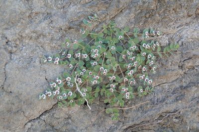 Euphorbia albomarginata, photographed by Kimball Garrett