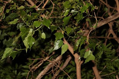 Brachychiton populneus, photographed by Greg Tasney