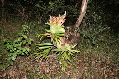 Platycerium bifurcatum, photographed by Greg Tasney