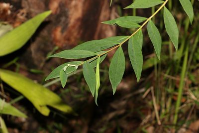 Wikstroemia indica, photographed by Greg Tasney