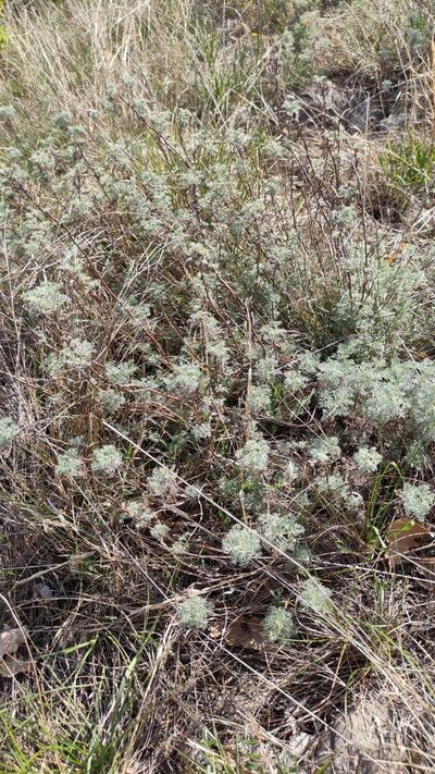 Artemisia alba, photographed by Andrea Mologni