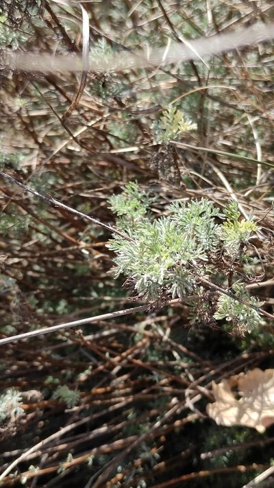Artemisia alba, photographed by Andrea Mologni