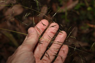 Capillipedium spicigerum, photographed by Greg Tasney
