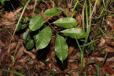 Euroschinus falcatus, photographed by Greg Tasney