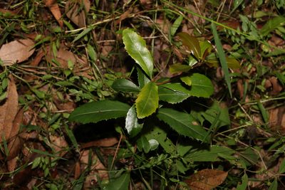 Myrsine variabilis, photographed by Greg Tasney