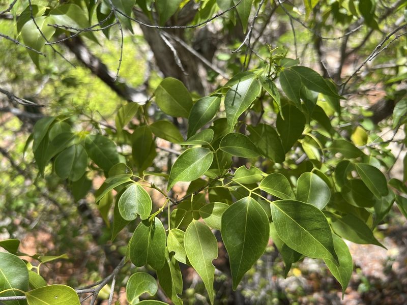 Amyris elemifera, photographed by Alan Weakley