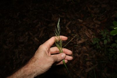 Dichelachne micrantha, photographed by Greg Tasney