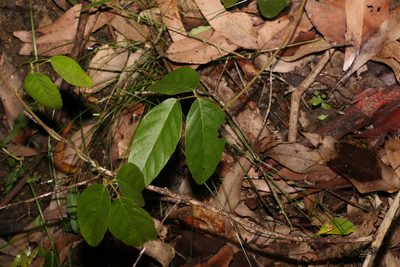 Kennedia rubicunda, photographed by Greg Tasney