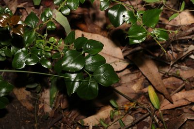 Carissa spinarum, photographed by Greg Tasney