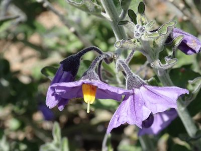 Solanum umbelliferum, photographed by Henrik Kibak