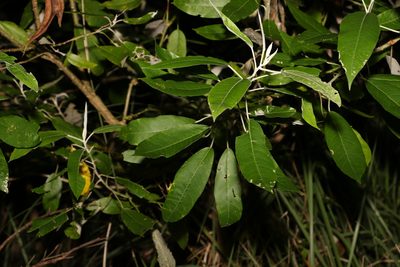Astrotricha latifolia, photographed by Greg Tasney