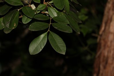Guioa semiglauca, photographed by Greg Tasney