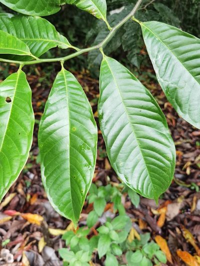 Guatteria rostrata, photographed by Eduardo Chacón Madrigal