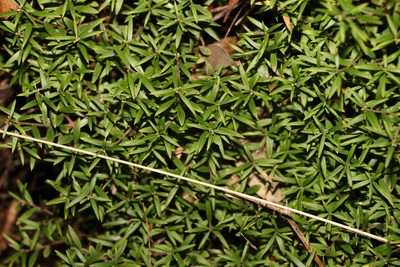 Acrotriche aggregata, photographed by Greg Tasney