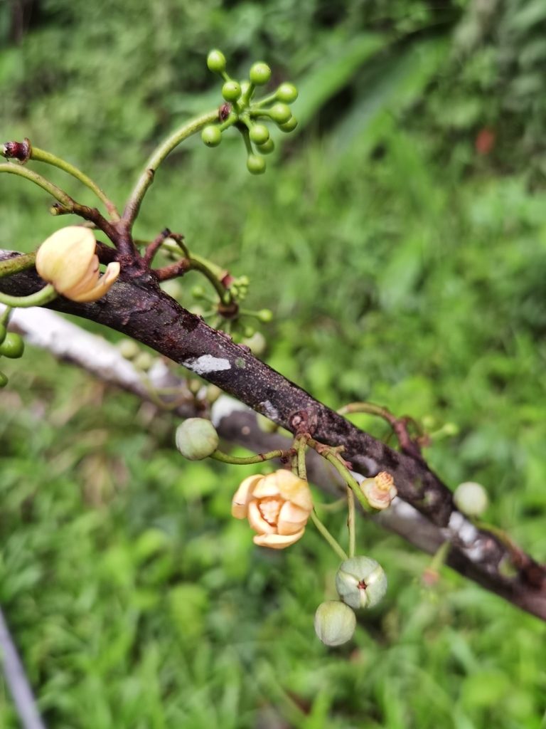 Unonopsis pittieri, photographed by Eduardo Chacón Madrigal